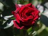 Rose.jpg